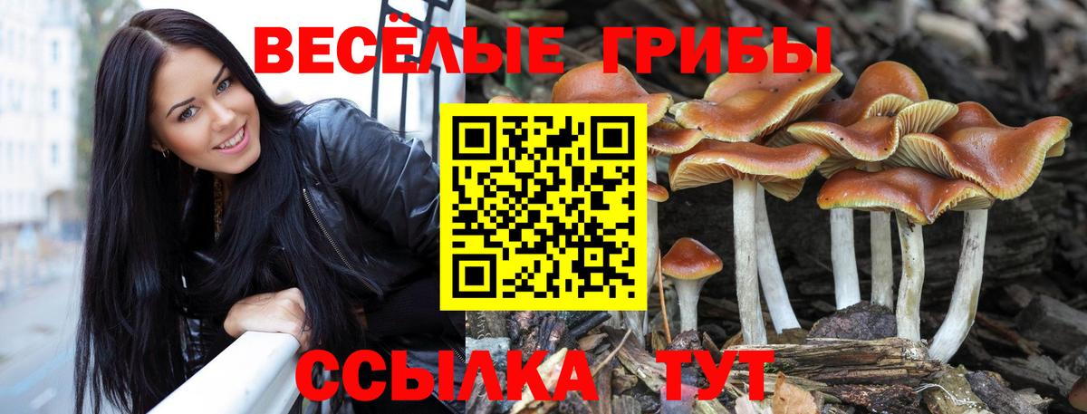 Псилоцибиновые грибы мухоморы  Вход с VPN  купить наркотики сайты  Псилоцибиновые грибы прущие грибы  Ахтубинск 